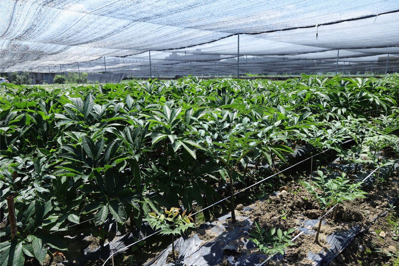 harvesting for consistent quality