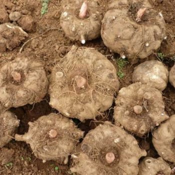 Anzhou Konjac Root