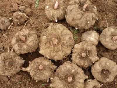 Anzhou Konjac Root