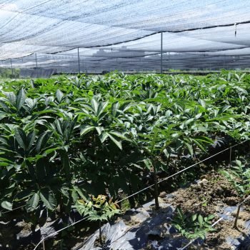 harvesting for consistent quality