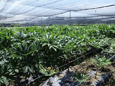 harvesting for consistent quality